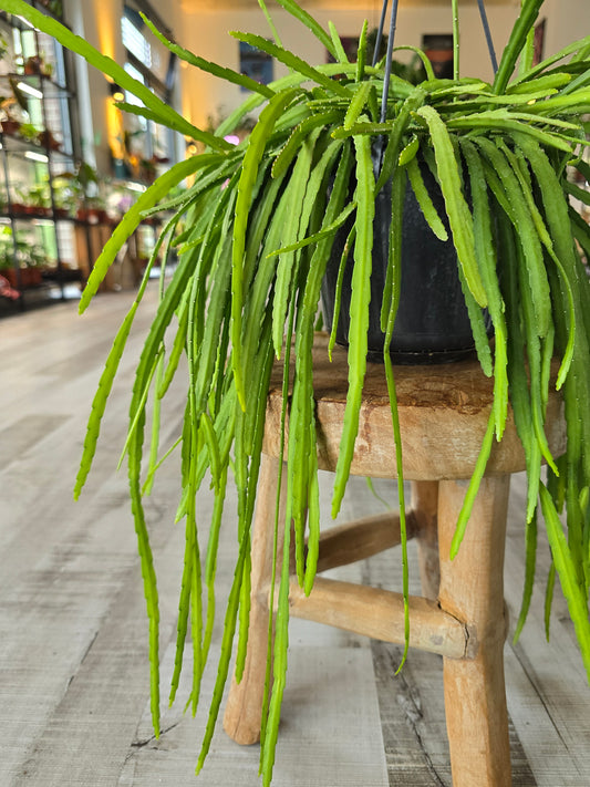 Lepismium bolivianum (syn. Pfeiffera boliviana)