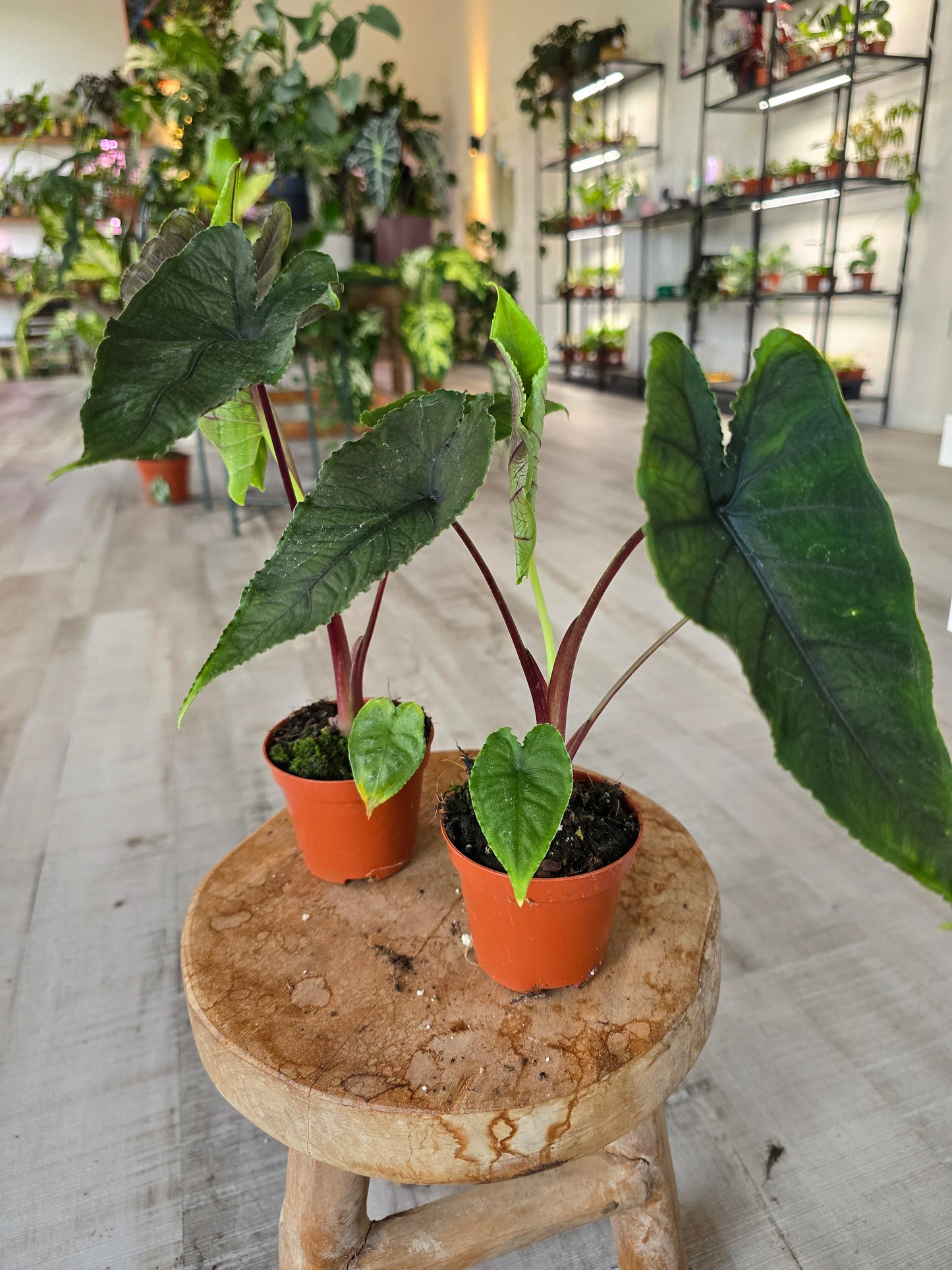 Alocasia Olanii