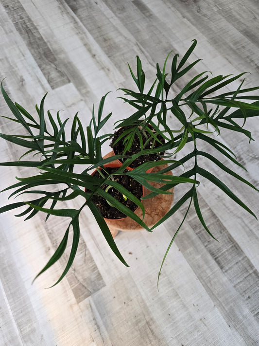 Philodendron polypodioides