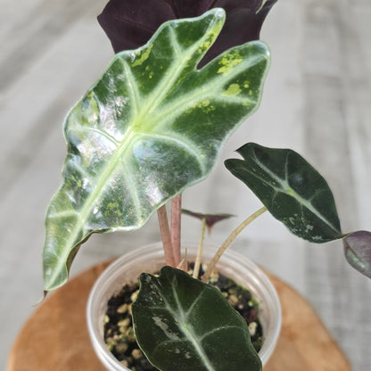 Alocasia Polly variegata (low variegated P1)