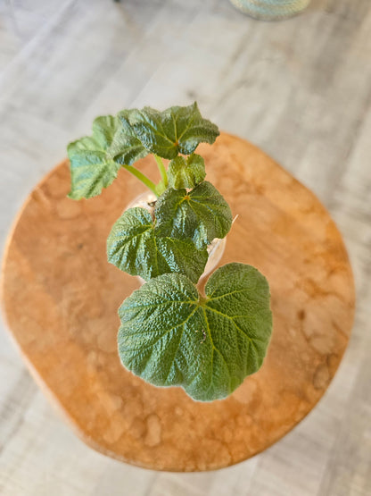 Begonia Boomer (RC6)