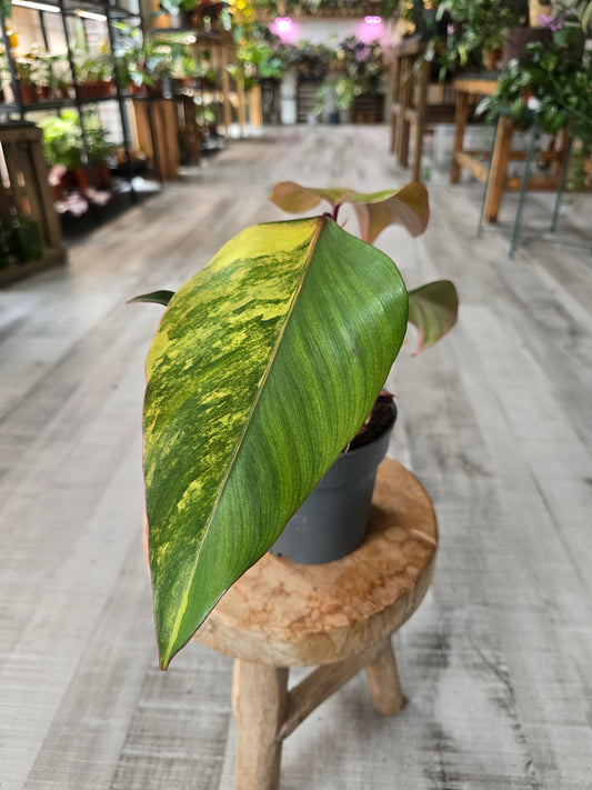Philodendron Strawberry Shake (2)