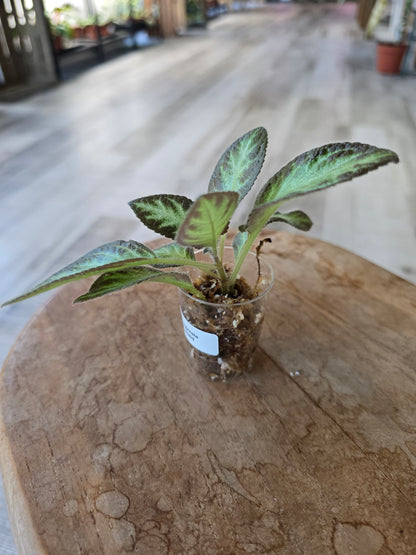 Episcia cupreata 'Silver Shield' (JP)