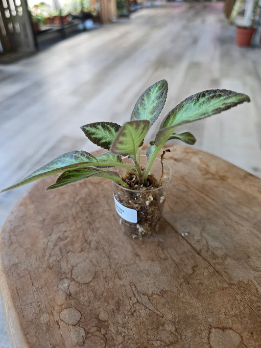 Episcia cupreata 'Silver Shield' (JP)