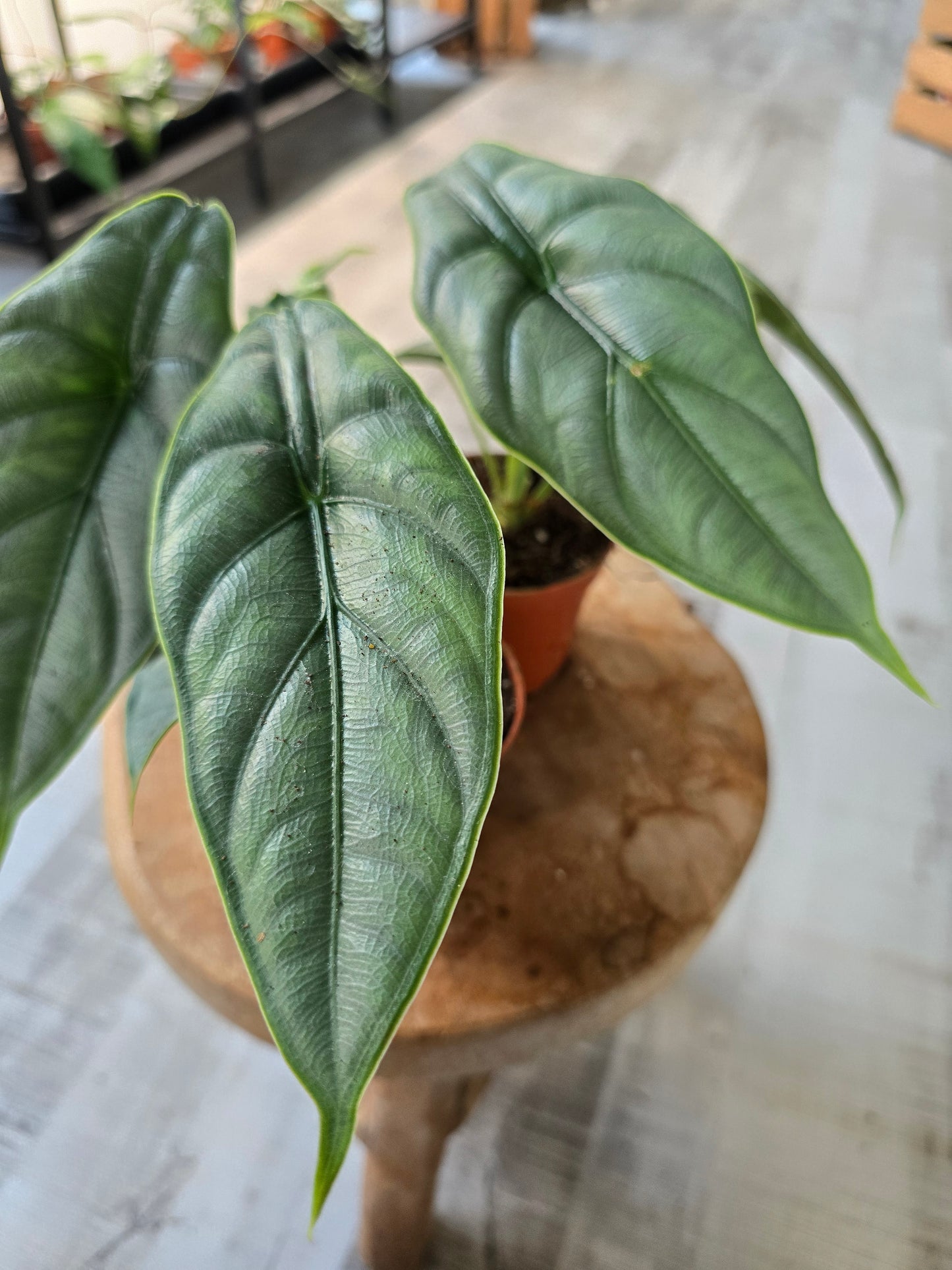 Alocasia Puncak Borneensis