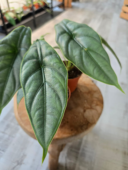 Alocasia Puncak Borneensis