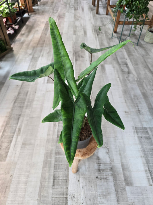 Alocasia Tigrina Superba