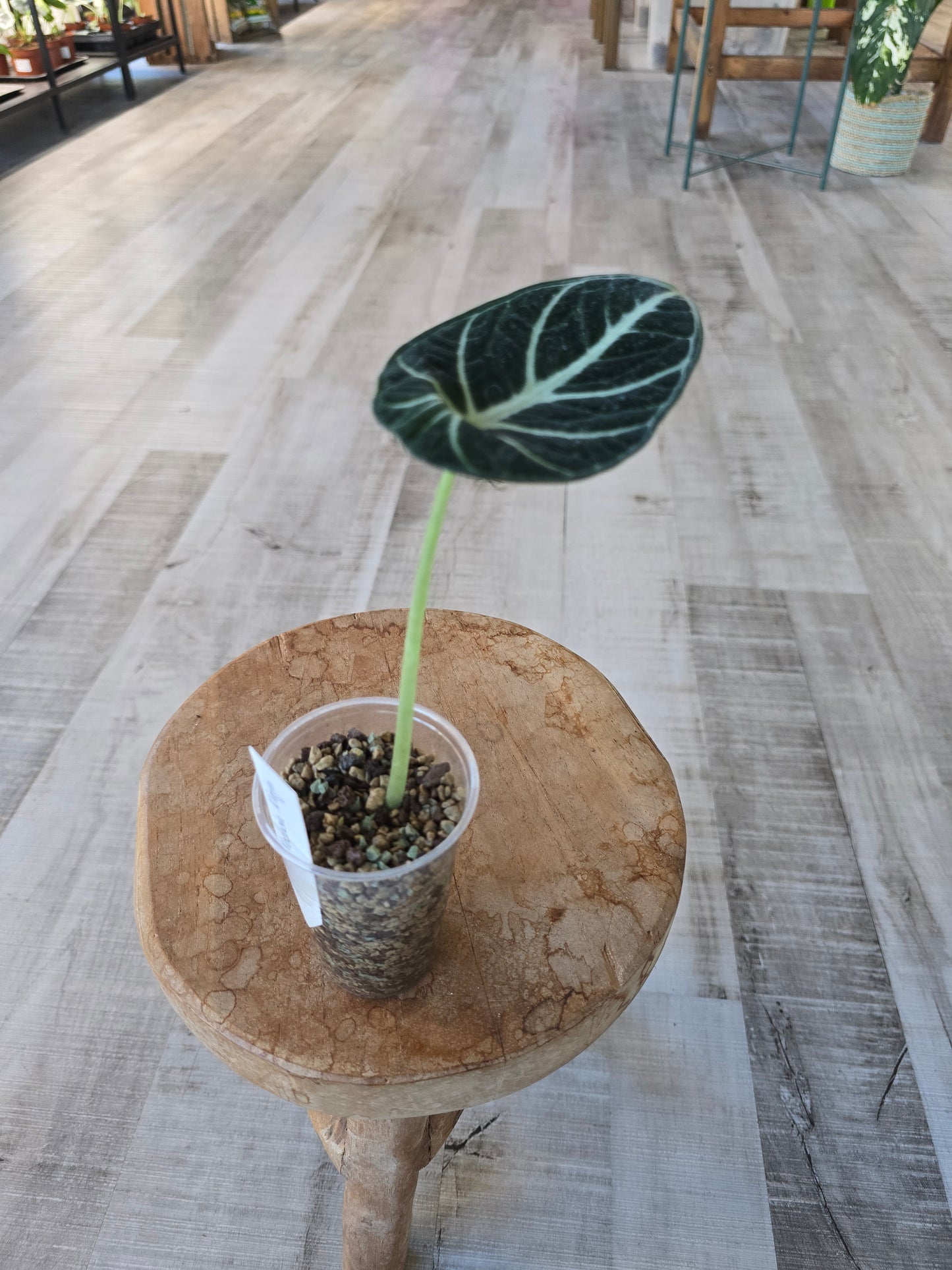 Alocasia Ninja (JP)