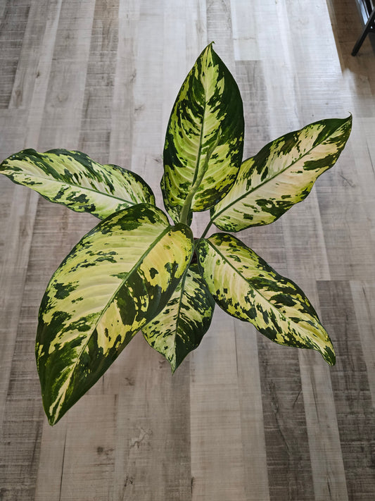 Dieffenbachia 'Yellow Star'