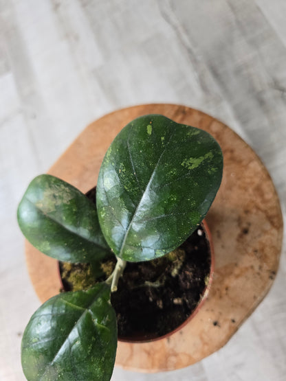 Hoya deykeae