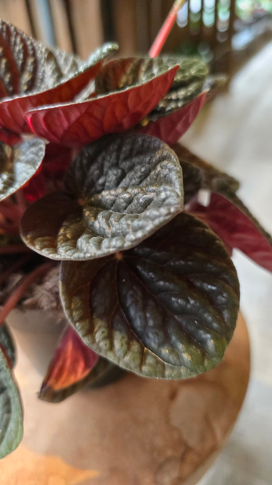 Peperomia Chocolate