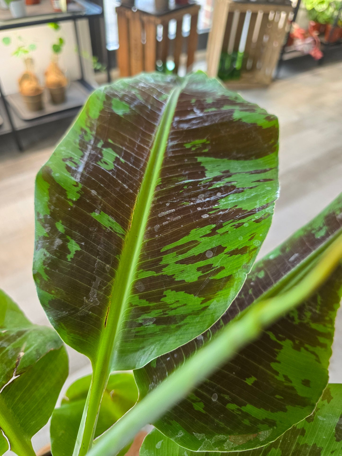 Musa Dwarf Cavendish