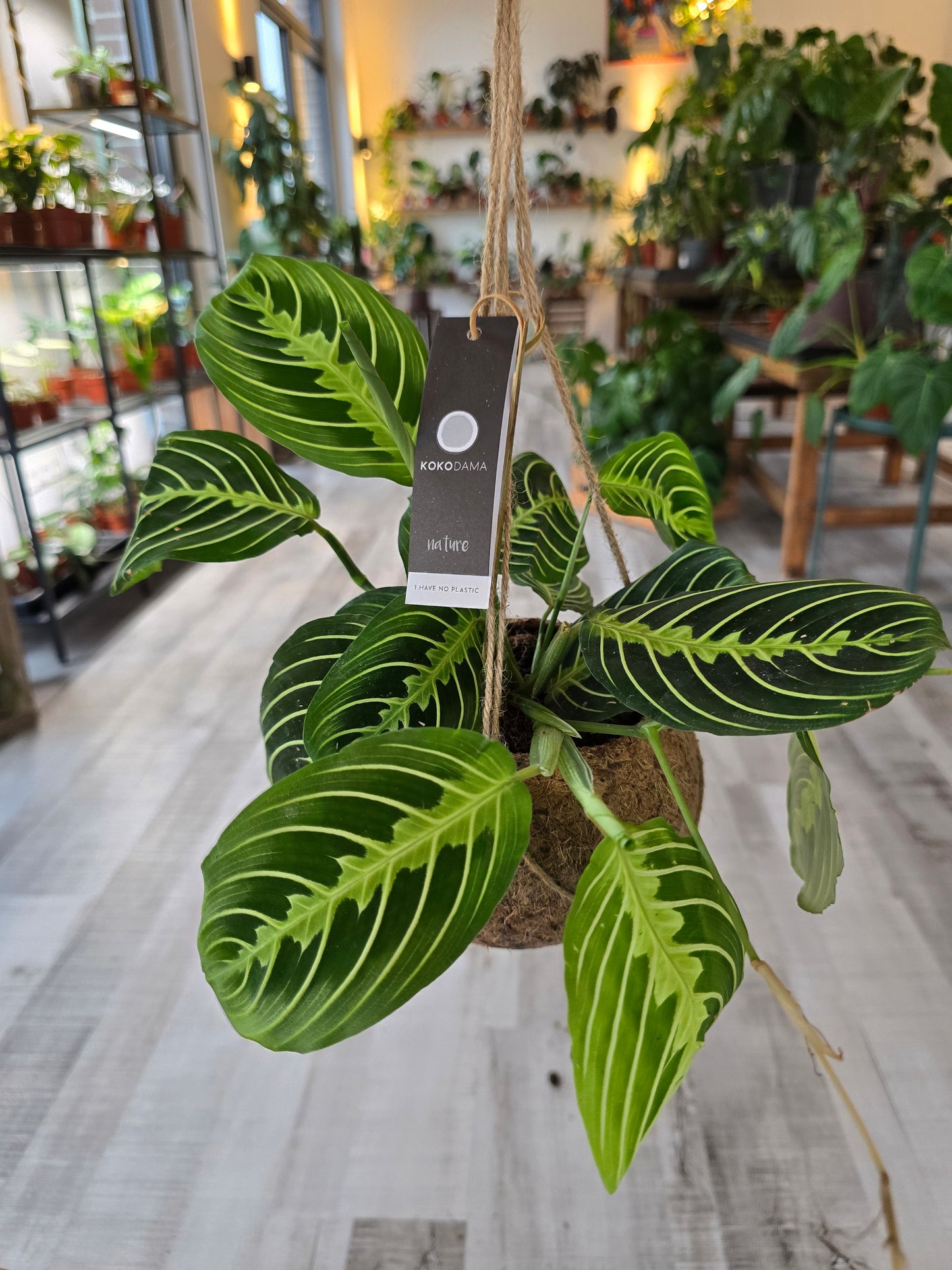 Maranta leuconeura 'Lemon Lime'