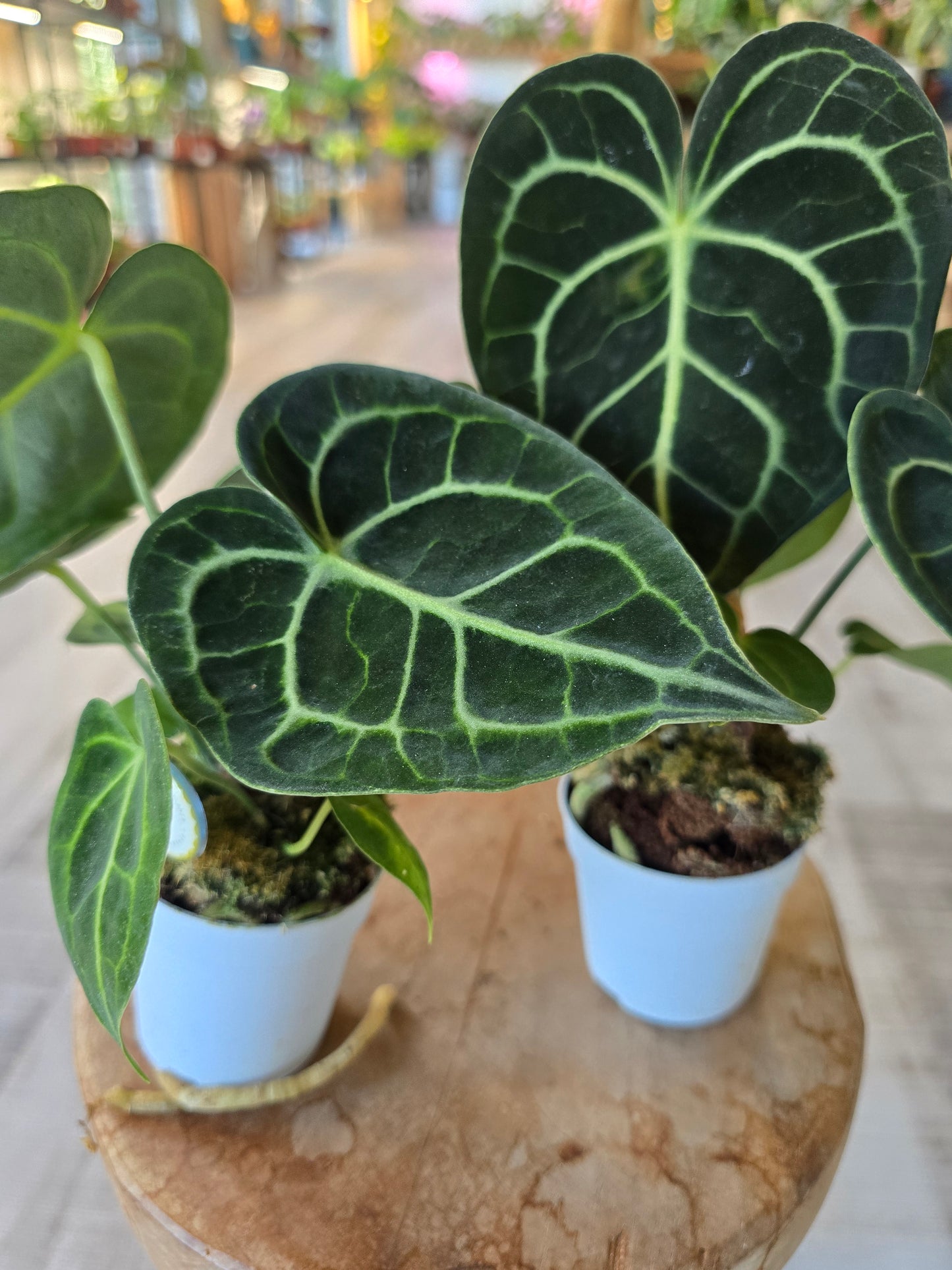 Anthurium clarinervium