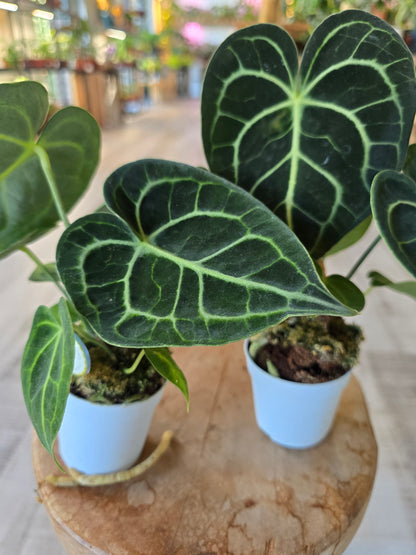 Anthurium clarinervium