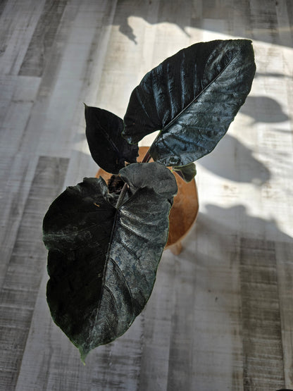 Alocasia 'Antoro Velvet'