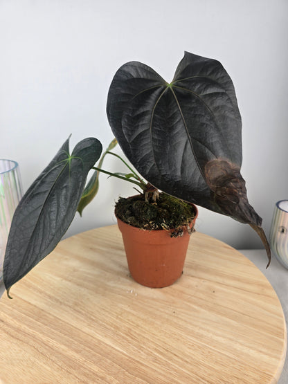 Anthurium Queen of Hearts (SC)