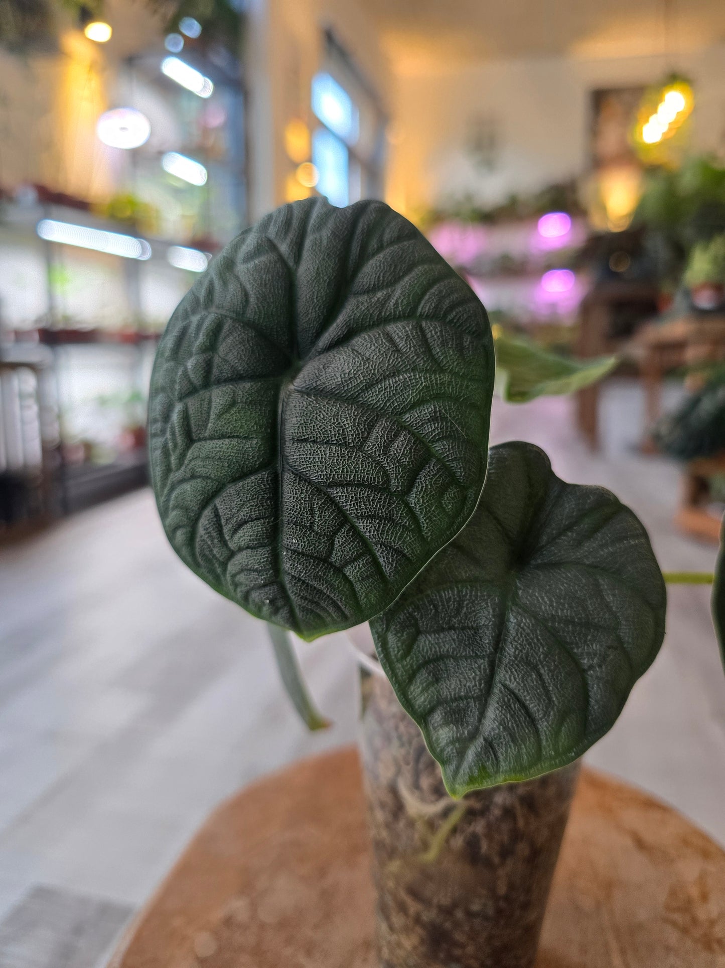 Alocasia melo