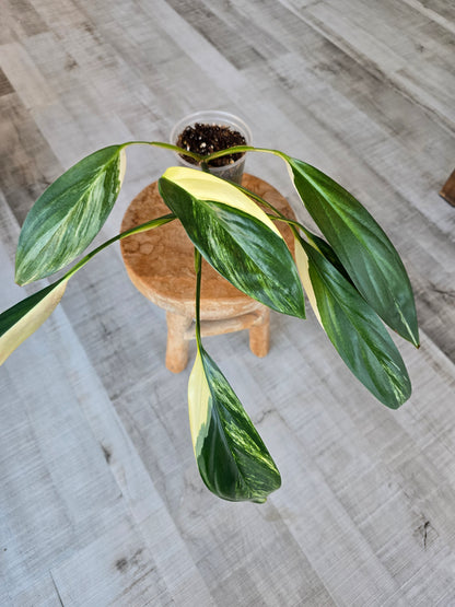 Epipremnum Amplissimum Aurea Variegata