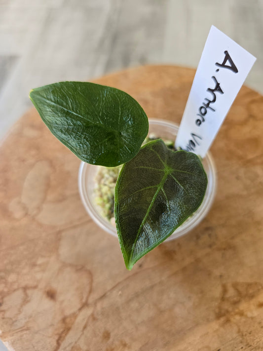Alocasia Antoro Velvet (JP)
