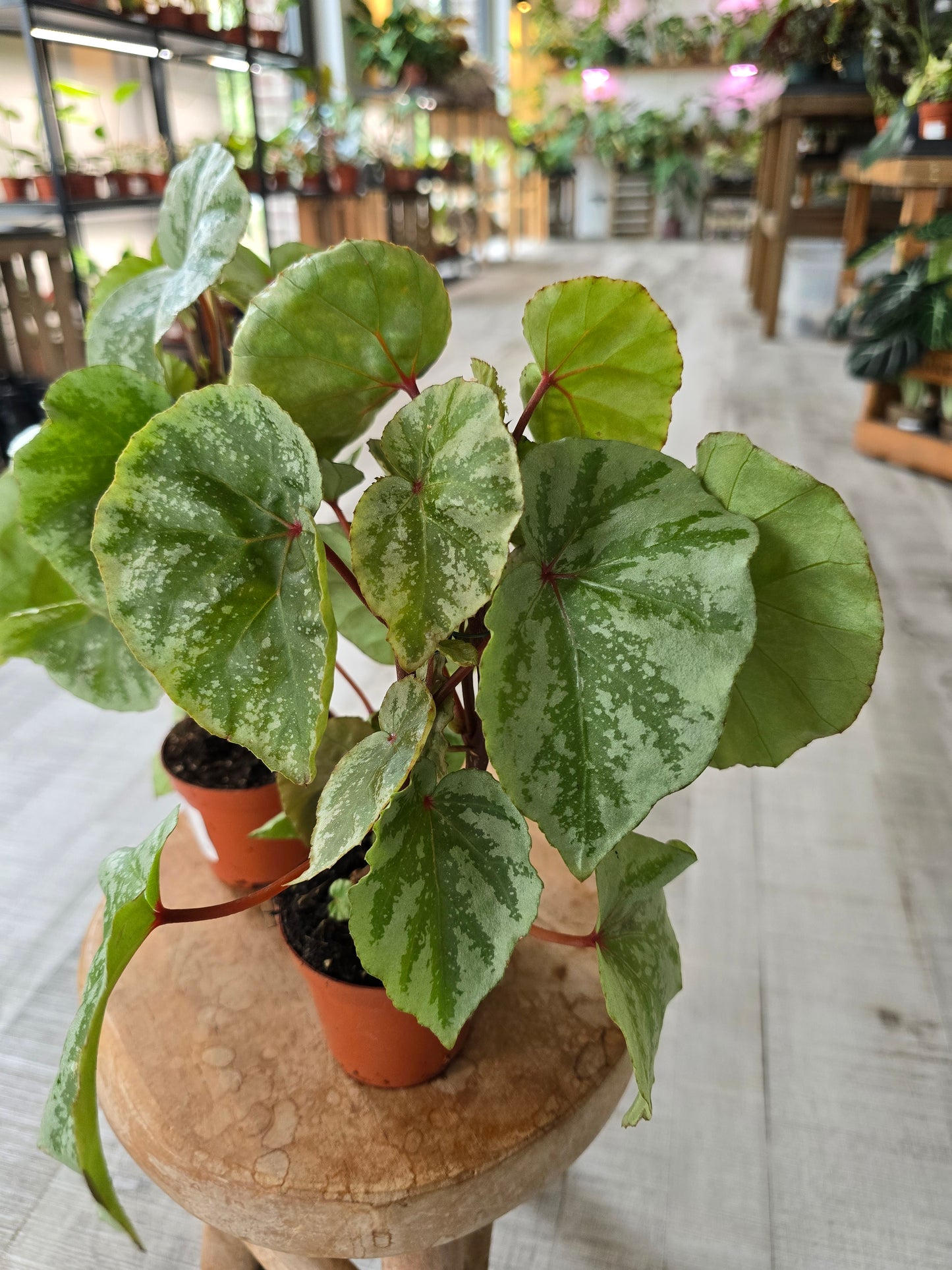 Begonia 'Temuyuk Silver'