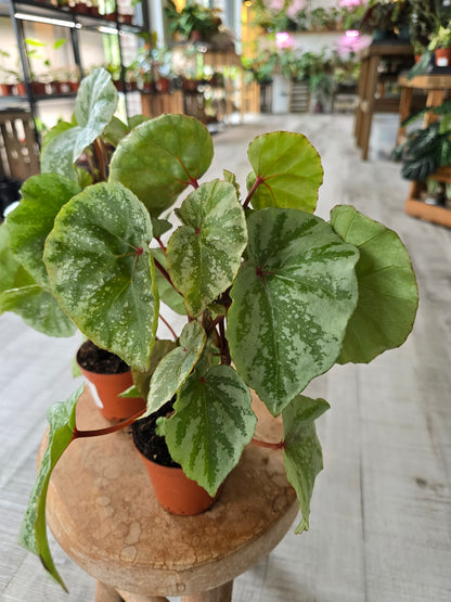 Begonia 'Temuyuk Silver'