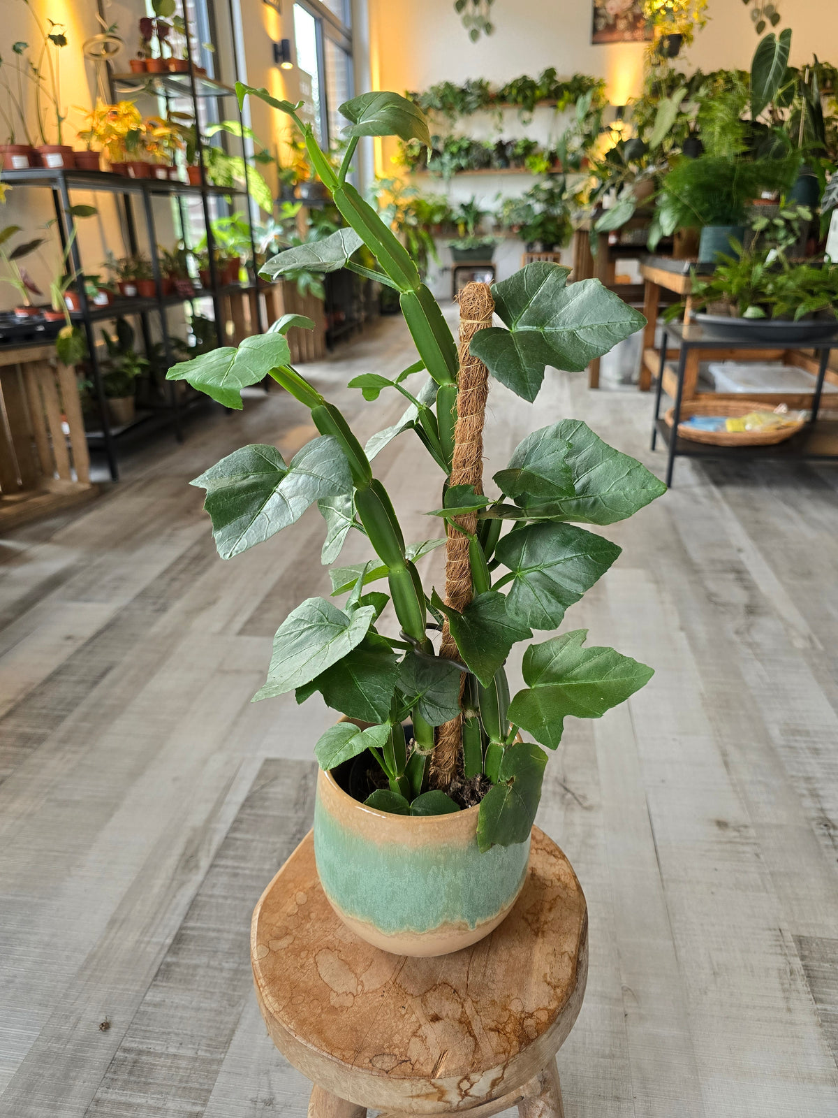 Cissus Quadrangularis
