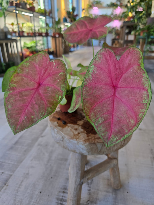 Caladium Sexy Pink