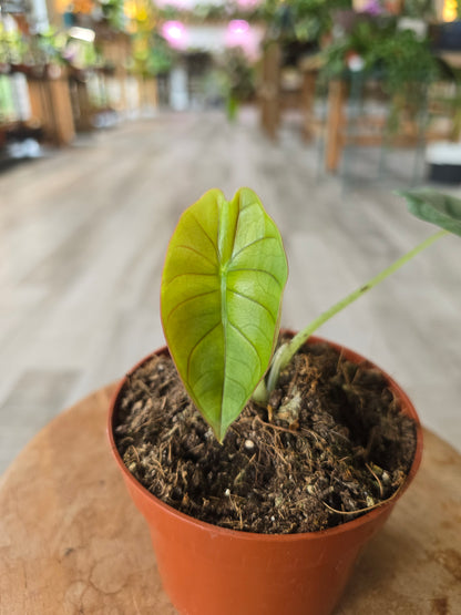 Alocasia Nebula (SC)