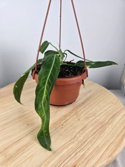 Anthurium pallidiflorum (SC)