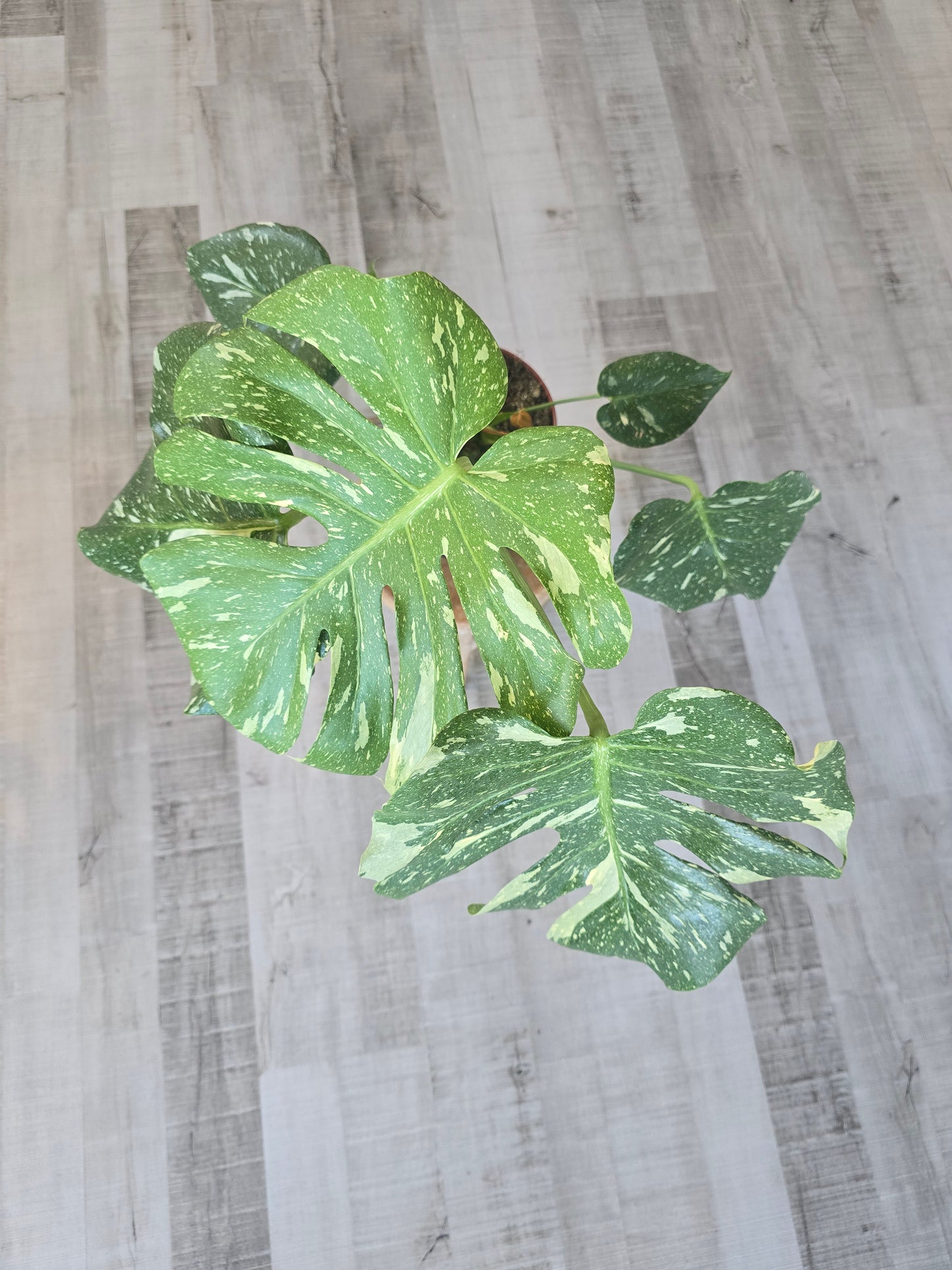 Monstera Thai Constellation (1)