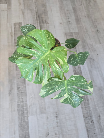 Monstera Thai Constellation (1)