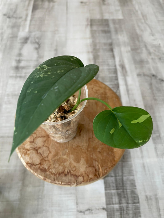 Syngonium Chiapense variegata (JP2)