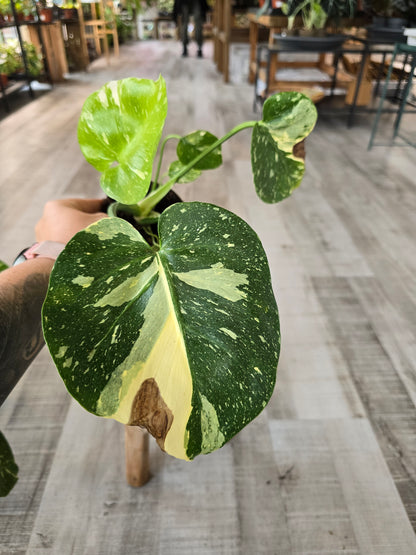 Monstera Thai Constellation (SC)
