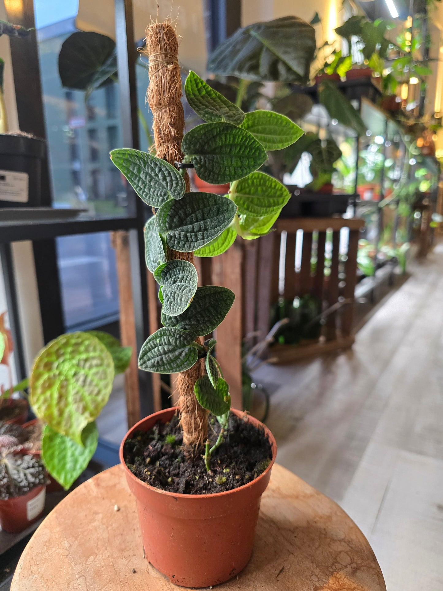 Rhaphidophora tenuis 'Silver'