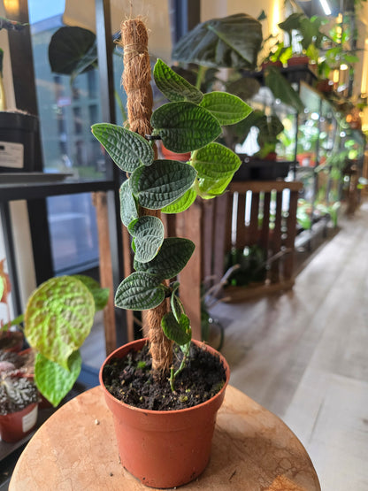 Rhaphidophora tenuis 'Silver'