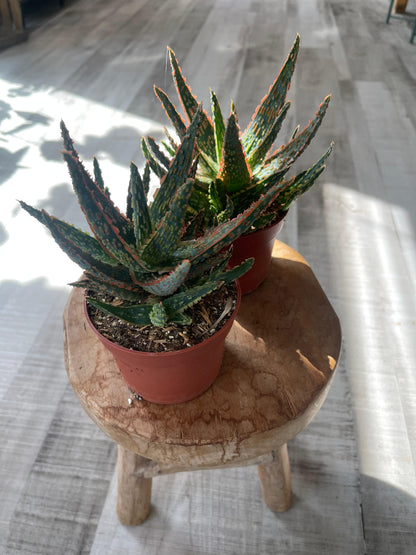 Aloe zebrina Danyz