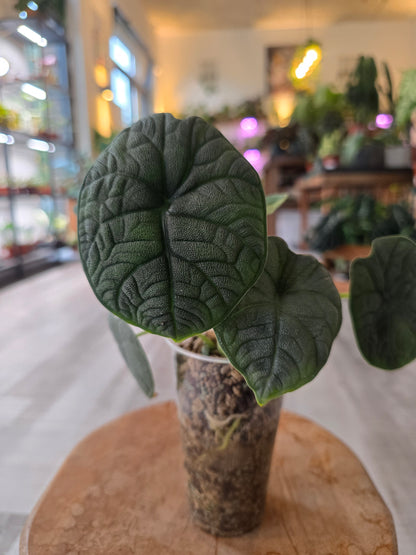 Alocasia melo