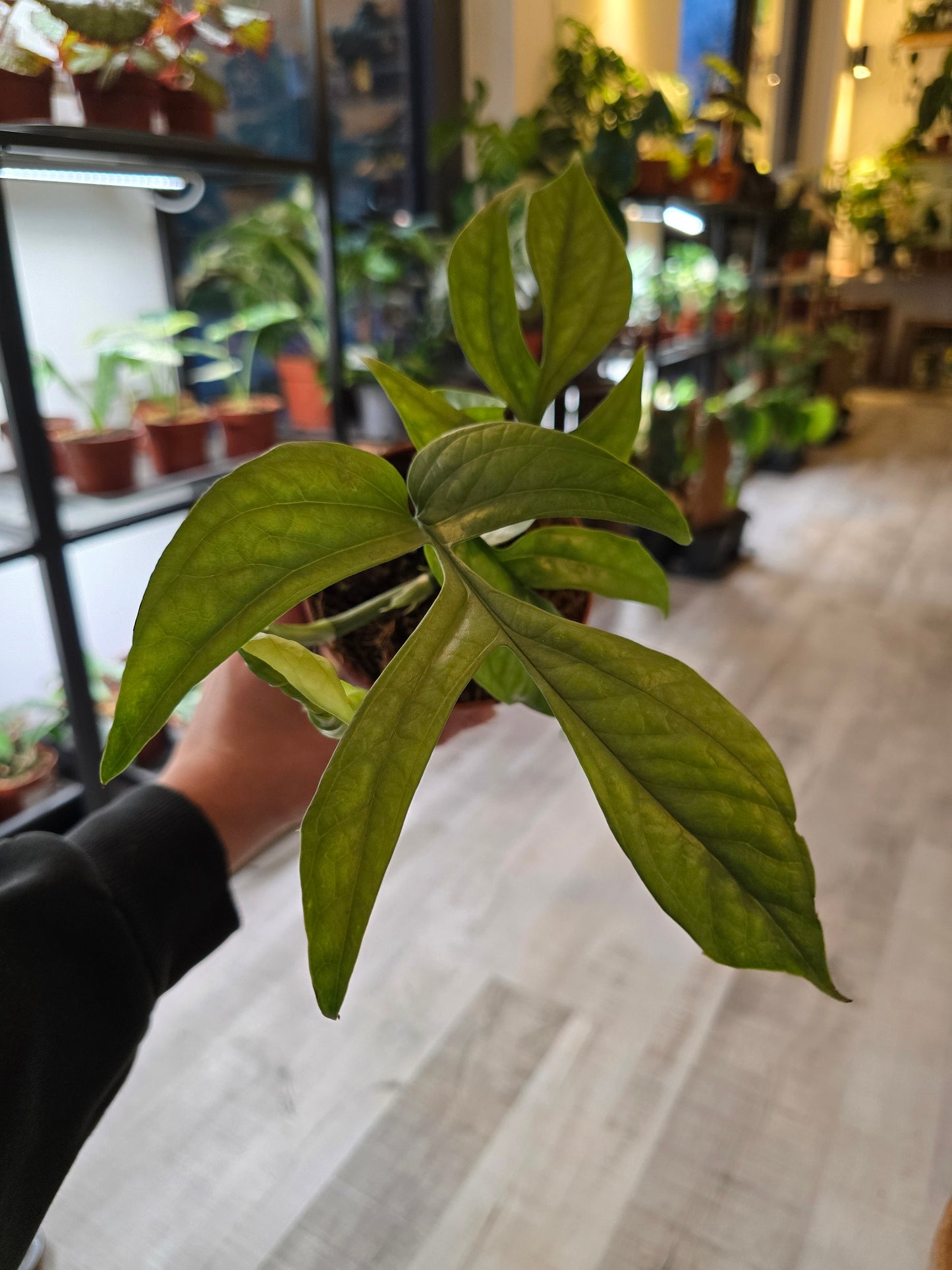 Amydrium Medium Silver