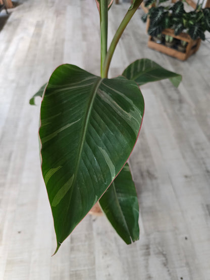 Musa nono 'pink'