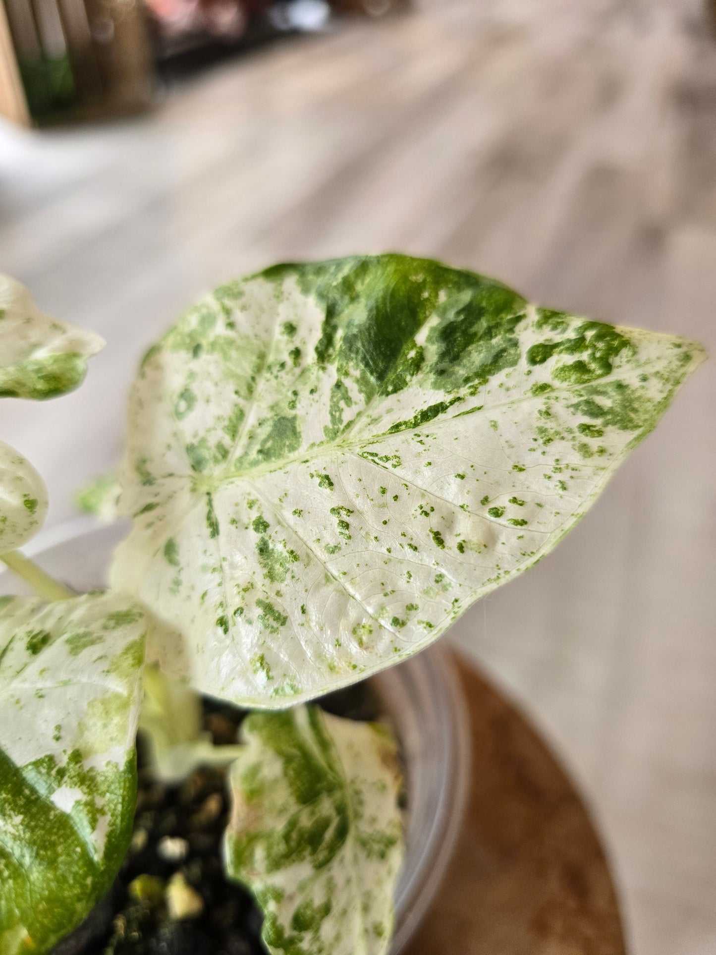 Alocasia Macrorrhiza Splash (JP1)