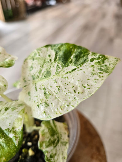 Alocasia Macrorrhiza Splash (JP1)
