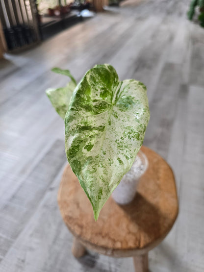 Alocasia Macrorrhiza Splash (JP2)