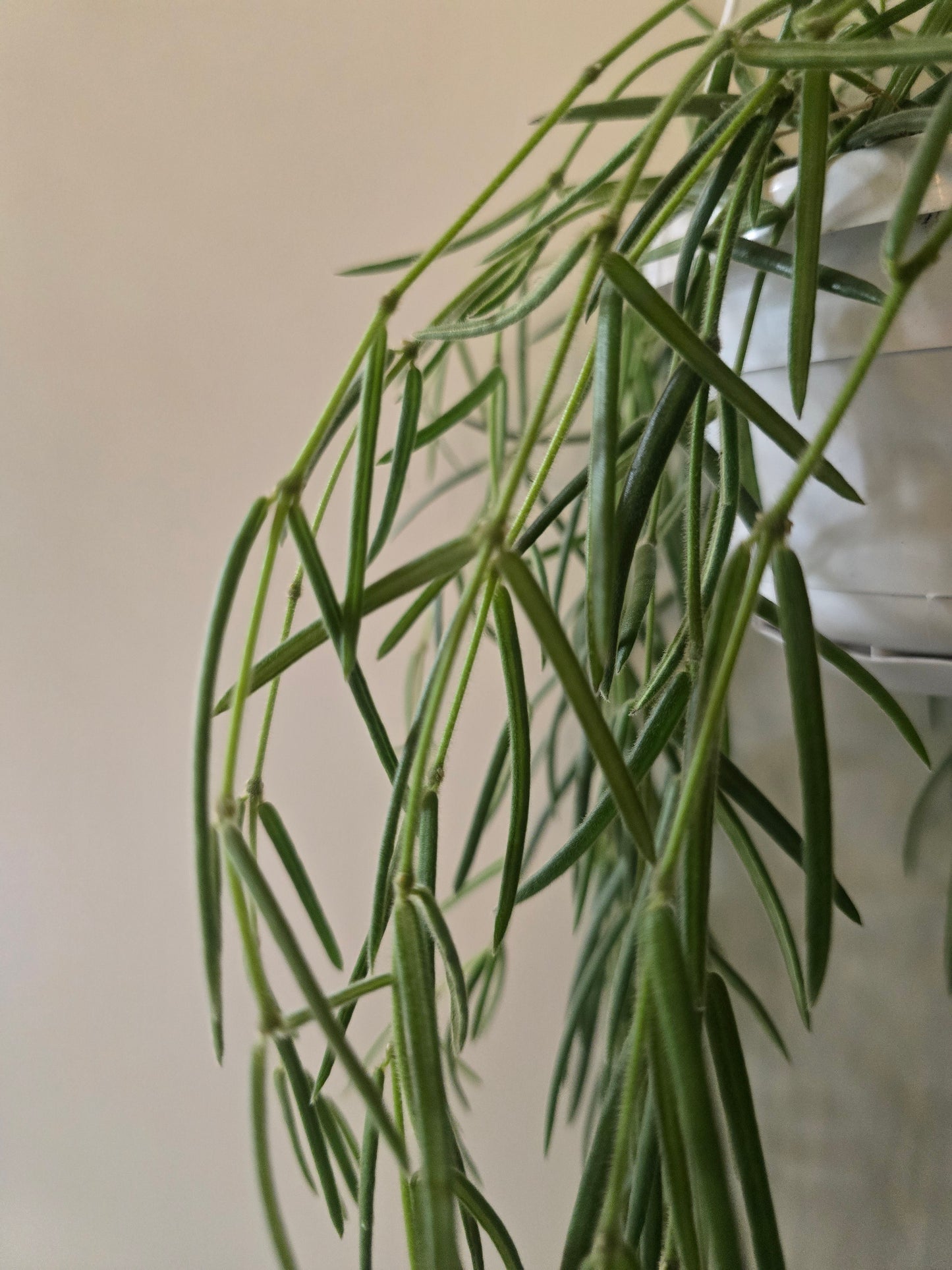 Hoya Linearis