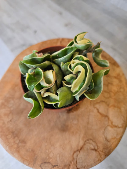 Hoya carnosa Compacta 'variegata'