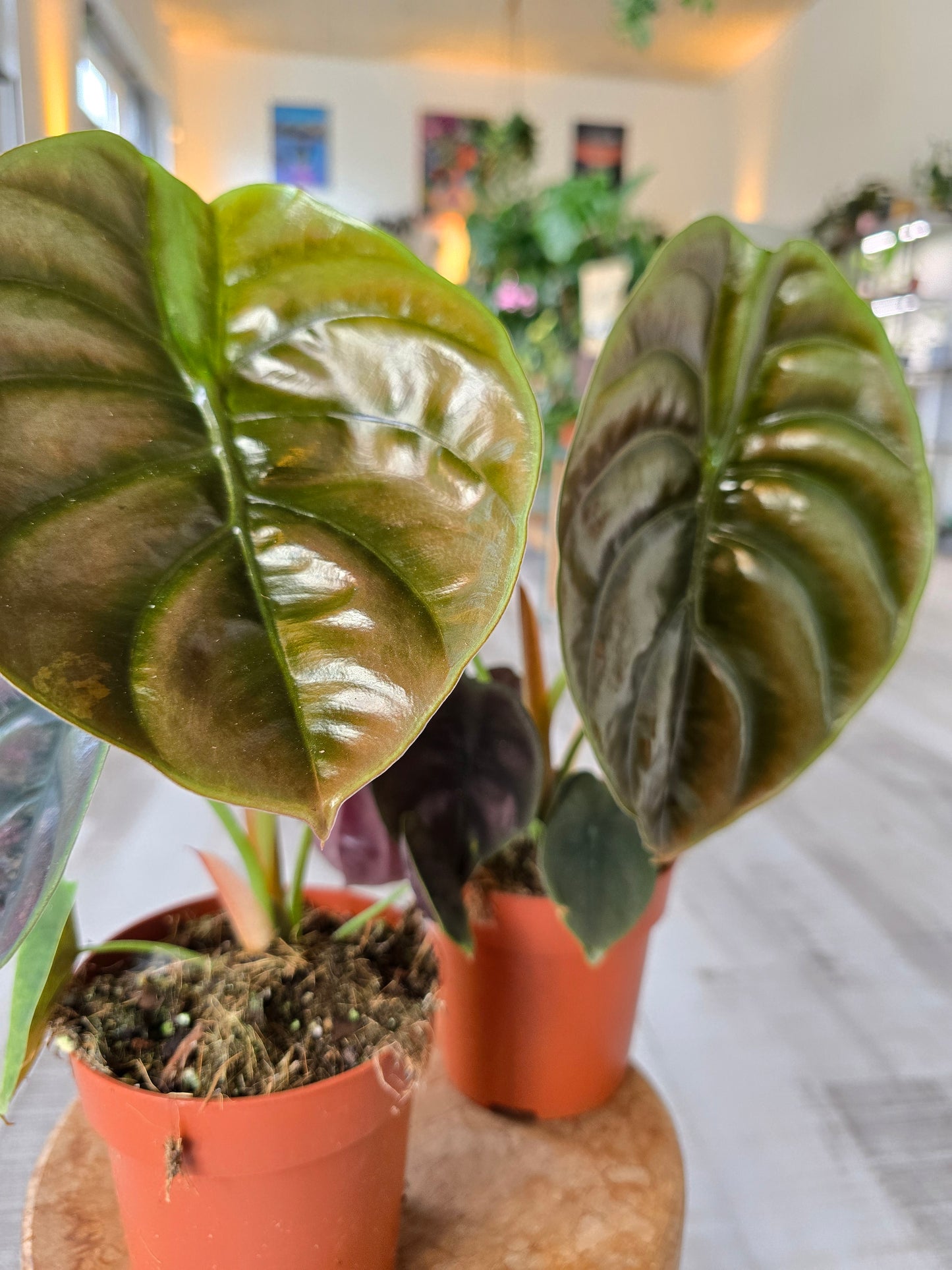 Alocasia Cuprea Red Secret
