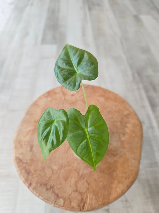 Alocasia Frydek (JP)