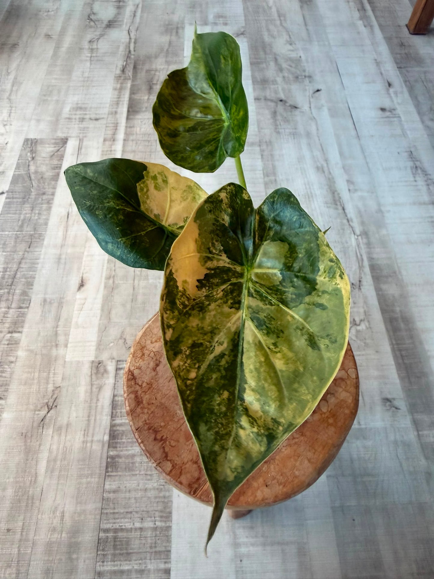 Alocasia wentii 'Aurea variegata'