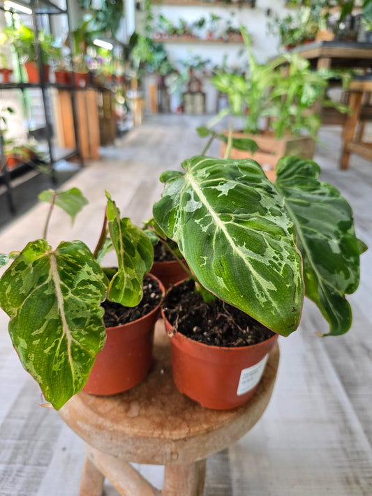 Philodendron Gloriosum Snow Leopard