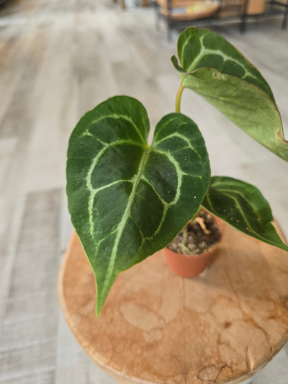 Anthurium Crystallinum
